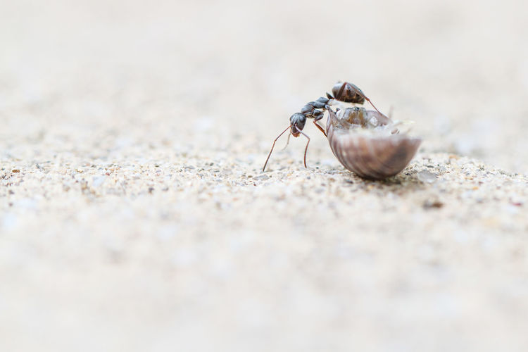 Close-up of ant with prey on field