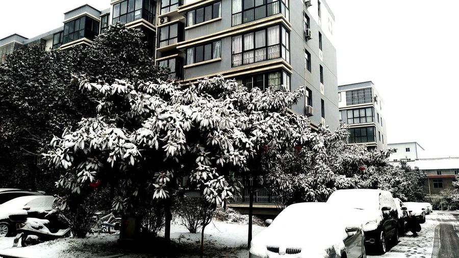 Trees and buildings against sky