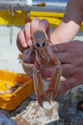 Close-up of hand holding crayfish