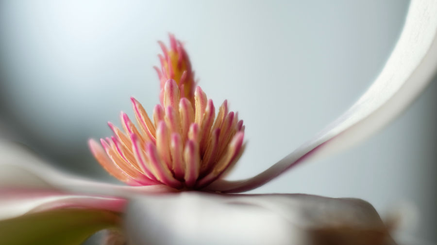 Close-up of pink flower