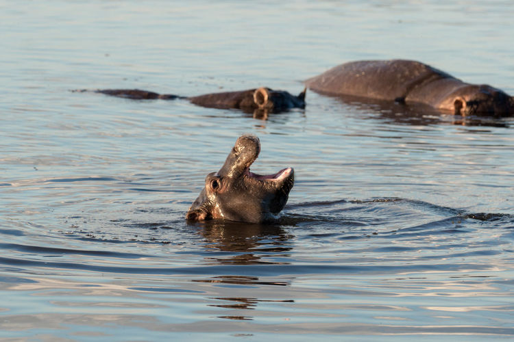 Young hippopotamus swimming in chobe river