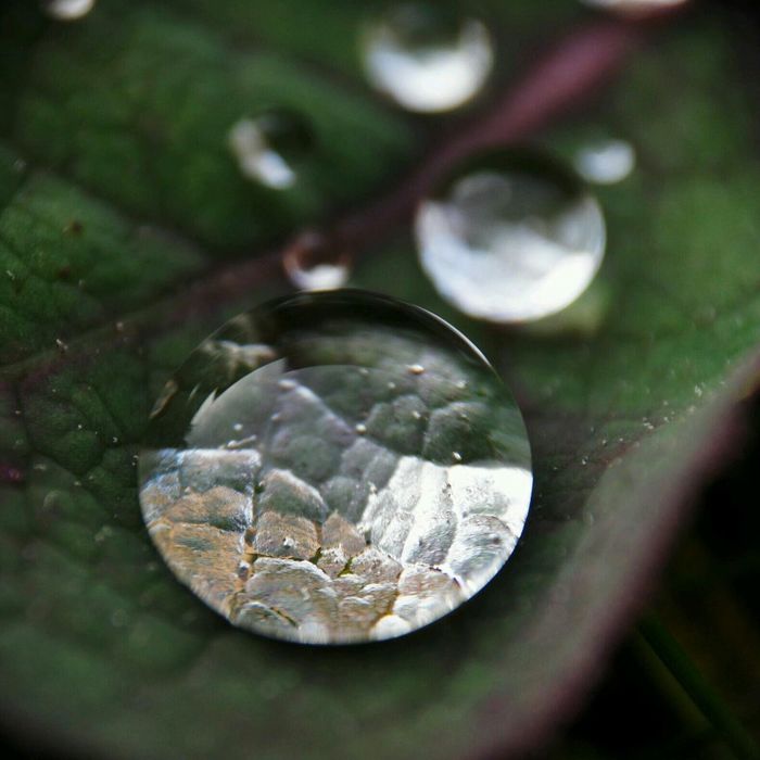 Macro shot of leaf on water droplets