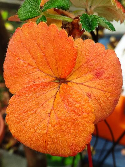 Close up of orange leaves
