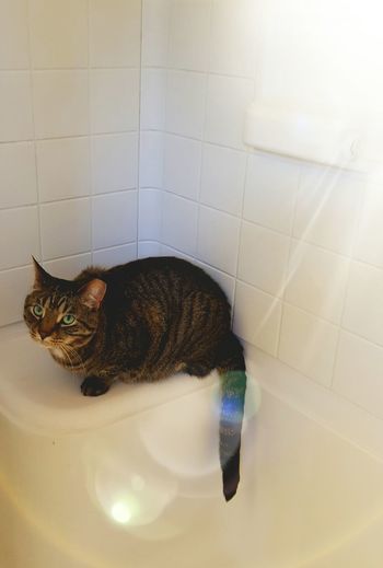Full length of cat in bathroom