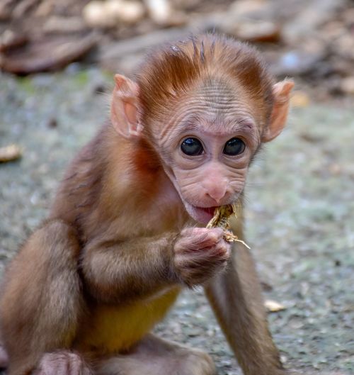 Portrait of monkey eating dry leaf