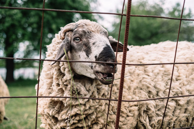Close-up of sheep on field