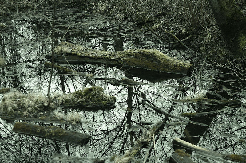 Low angle view of trees in forest