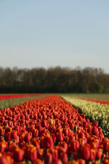 View of flowers growing in field against clear sky