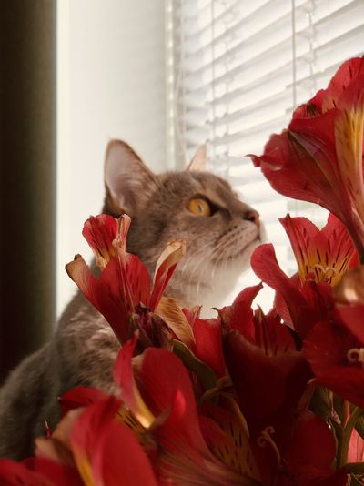 Close-up of cat on red flower