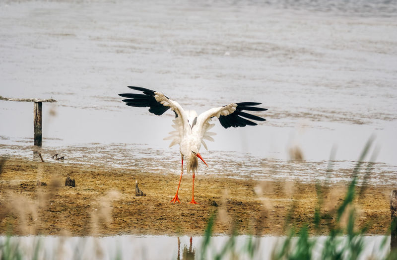 Bird spreading wings by lake