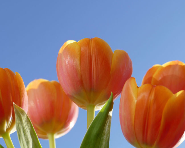 Close-up of orange tulips against sky