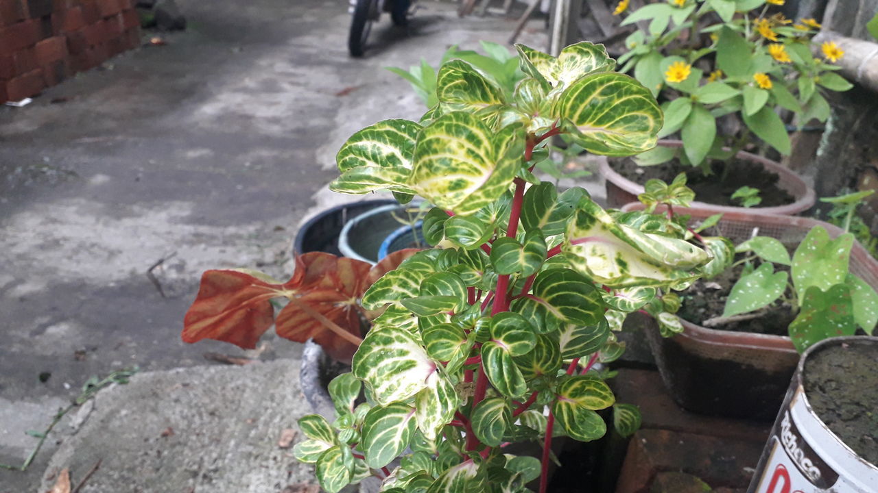 HIGH ANGLE VIEW OF POTTED PLANT IN CONTAINER