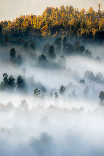 Trees amidst fog during sunset