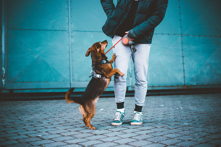 Low section of person with dog on footpath