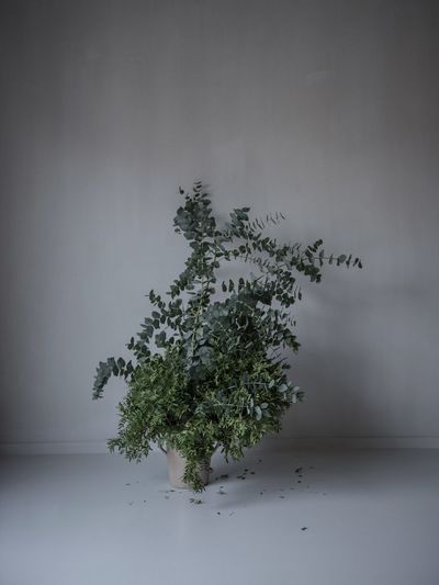 Close-up of tree plant against snow