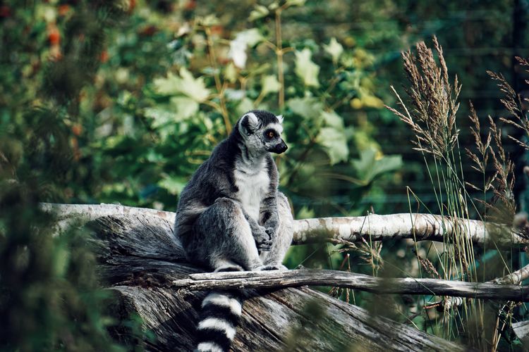 Monkey sitting on wood
