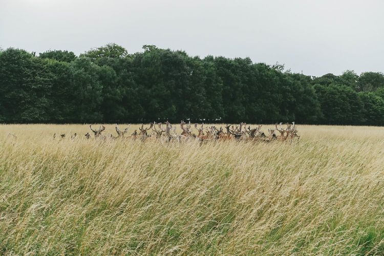 Deer in the phoenix park, dublin, ireland