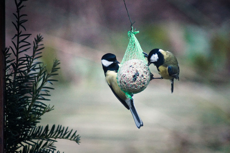 Close-up of great tits perching on feeder