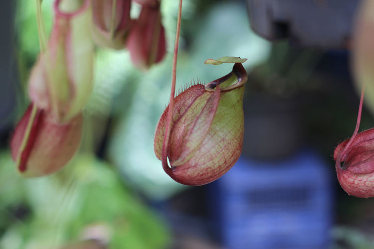 Nepenthes tree, tropical pitcher plants growth in nature