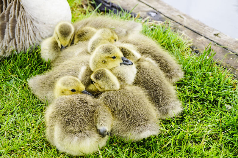 Close-up of goslings with goose on grass