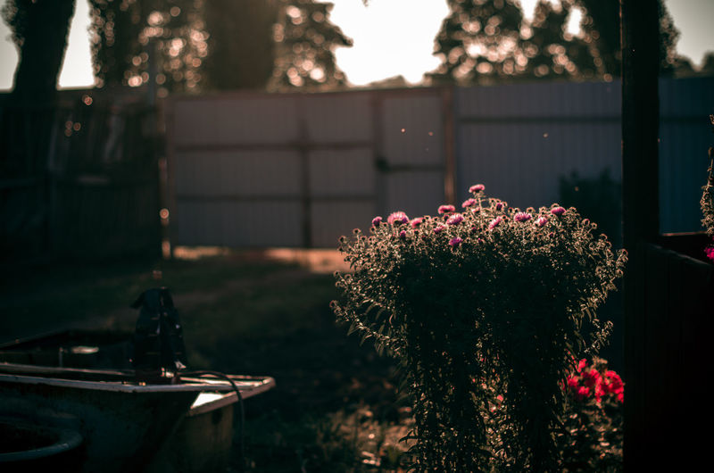 Close-up of potted plants against trees