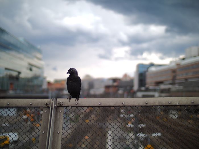 Jackdaw perching on fence at stockholm central station