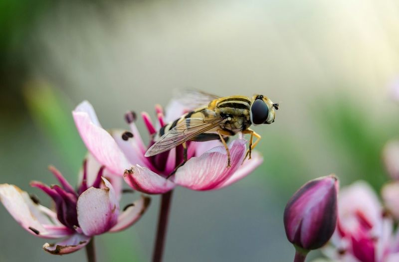 Close-up of hoverfly on pink flowers