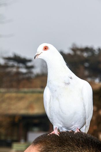 Close-up of white bird perching against sky