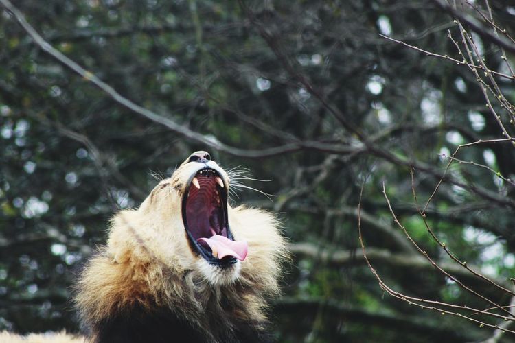 Close-up of a big cat yawning