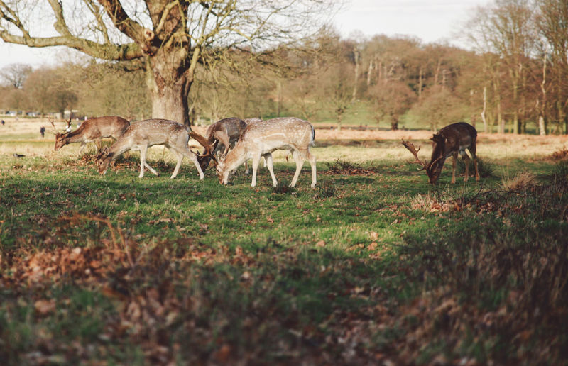 Herd of deer grazing on field at richmond park