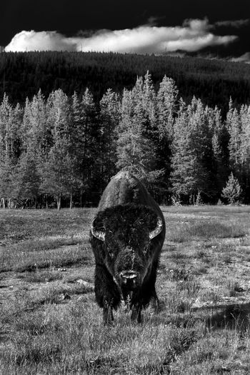 Bison standing on field against forest