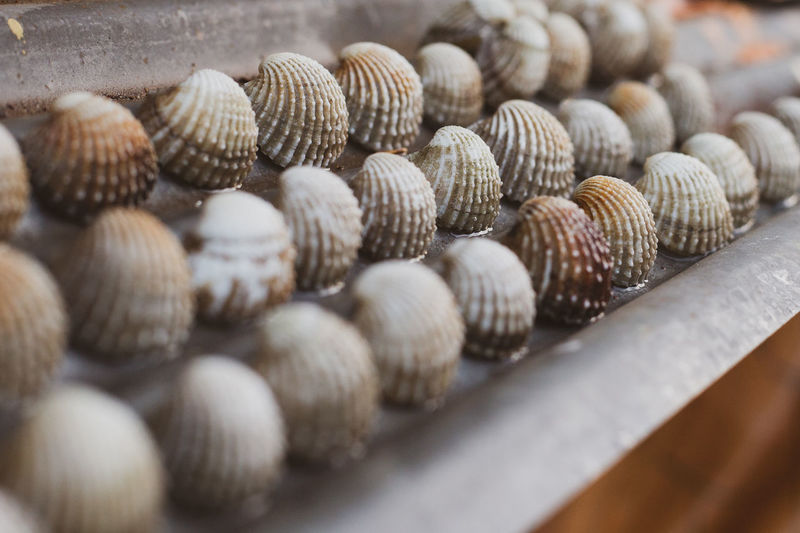 Close-up of shells