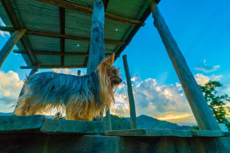 View of a dog against the sky