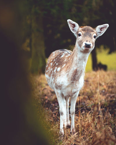Close-up of deer