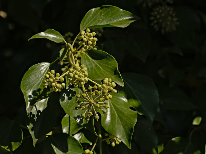Close-up of green flowering plant
