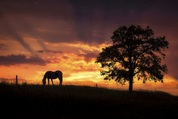 Silhouette of horses on field during sunset