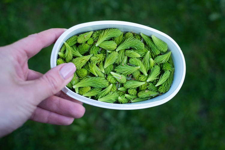 Fresh green spruce tips are new spring growths at the end of a branch. rich in vitamin c.