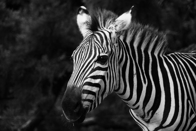 Portrait of zebra standing outdoors