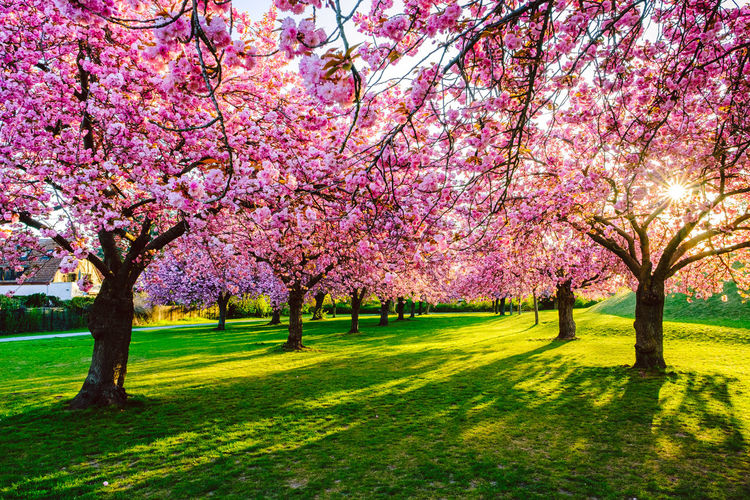 Pink cherry blossoms in park