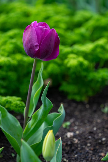 Close-up of purple tulip flower on field