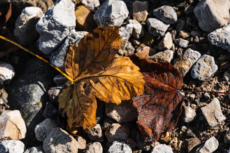 Red and yellow leaves on the grey stones emported by the wind