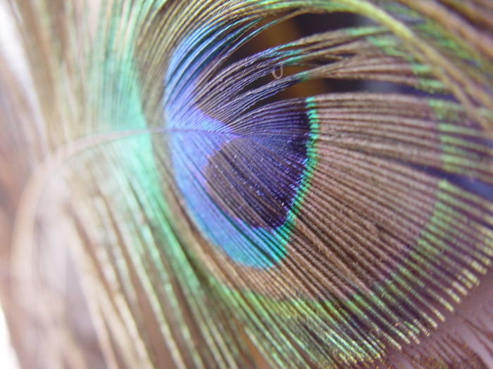 Full frame shot of peacock feather