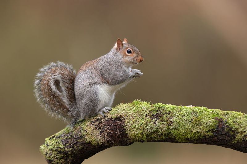 An eastern grey squirrel