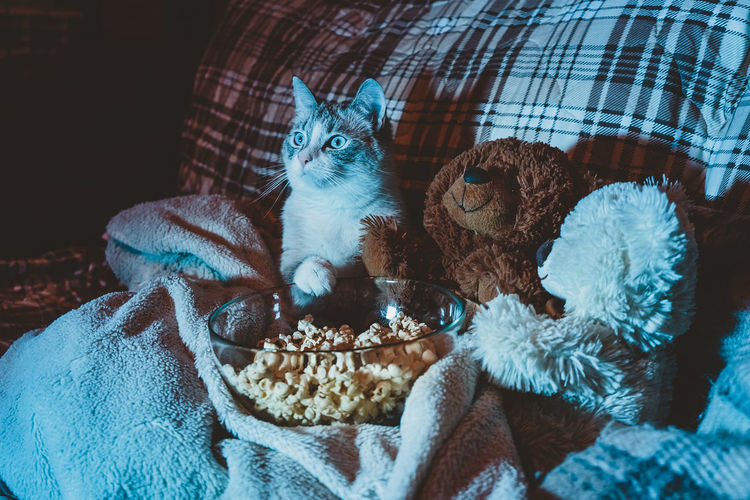 The cat is watching a movie on the sofa