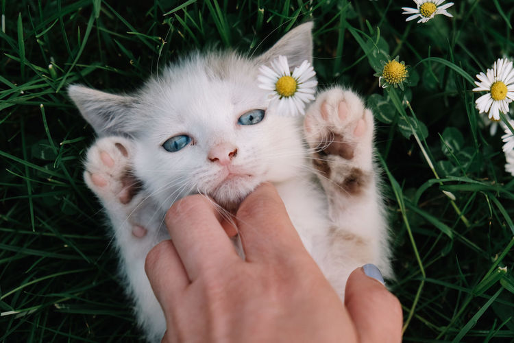 Cropped hand touching kitten on field