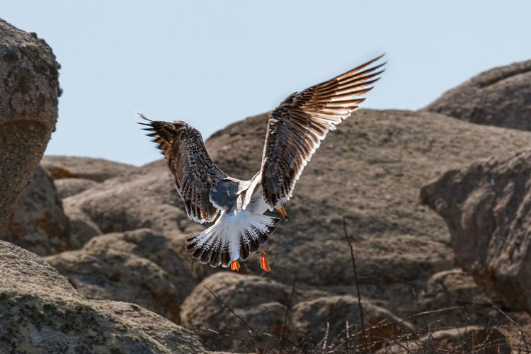 Close-up of bird flying against mountain