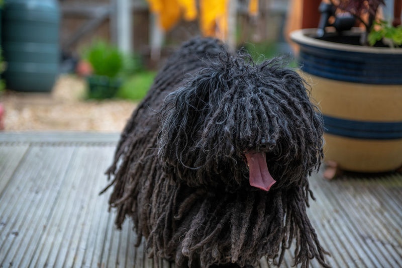 Close-up of a dog