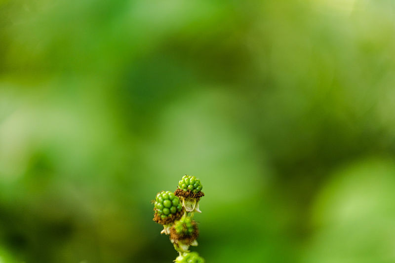 Close-up of green plant against blurred background