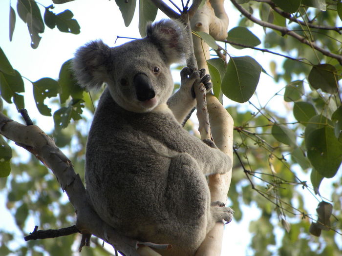 Low angle view of koala on tree