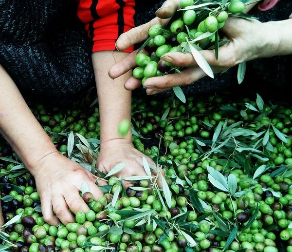 Cropped image of people hands holding green olives